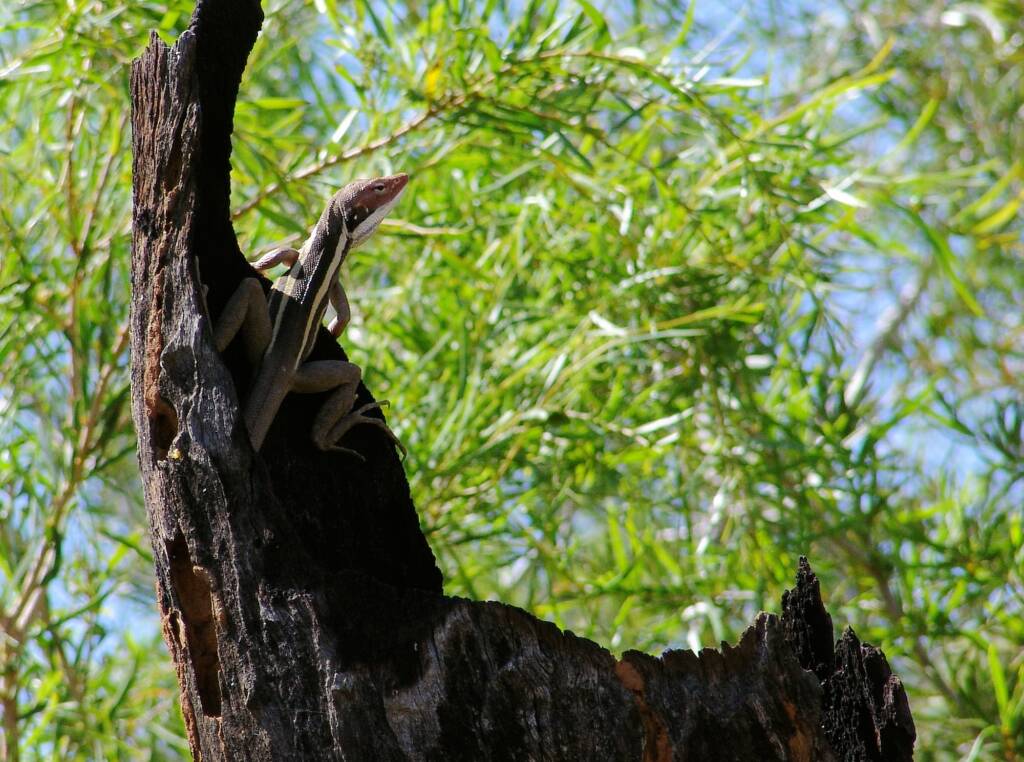 Long-nosed Dragon (Gowidon longirostris)