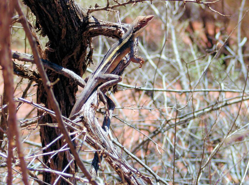 Long-nosed Water Dragon at the rest area in the Finke Gorge National Park