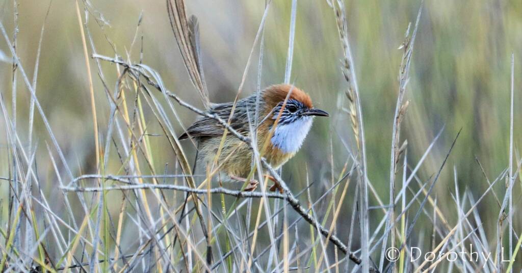 Mallee Emu-wren © Dorothy L