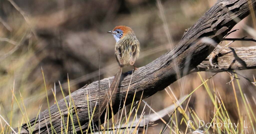 Mallee Emu-wren © Dorothy L