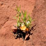 Orange Spade Flower (Hybanthus aurantiacus), Finke Gorge National Park, 2007