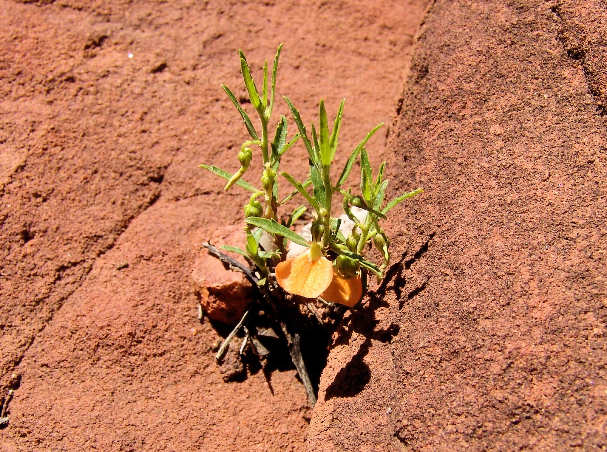 Orange Spade Flower (Hybanthus aurantiacus), Finke Gorge National Park, 2007