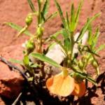 Orange Spade Flower (Hybanthus aurantiacus), Finke Gorge National Park, 2007