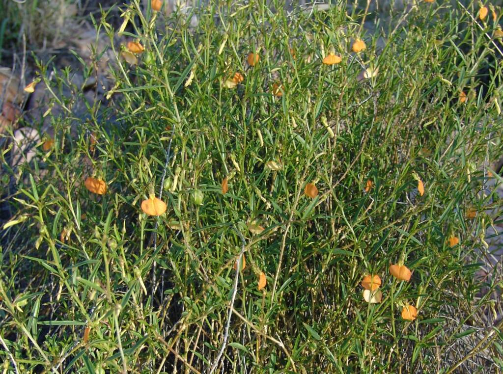 Orange Spade Flower (Hybanthus aurantiacus), Ellery Creek Big Hole, 2007