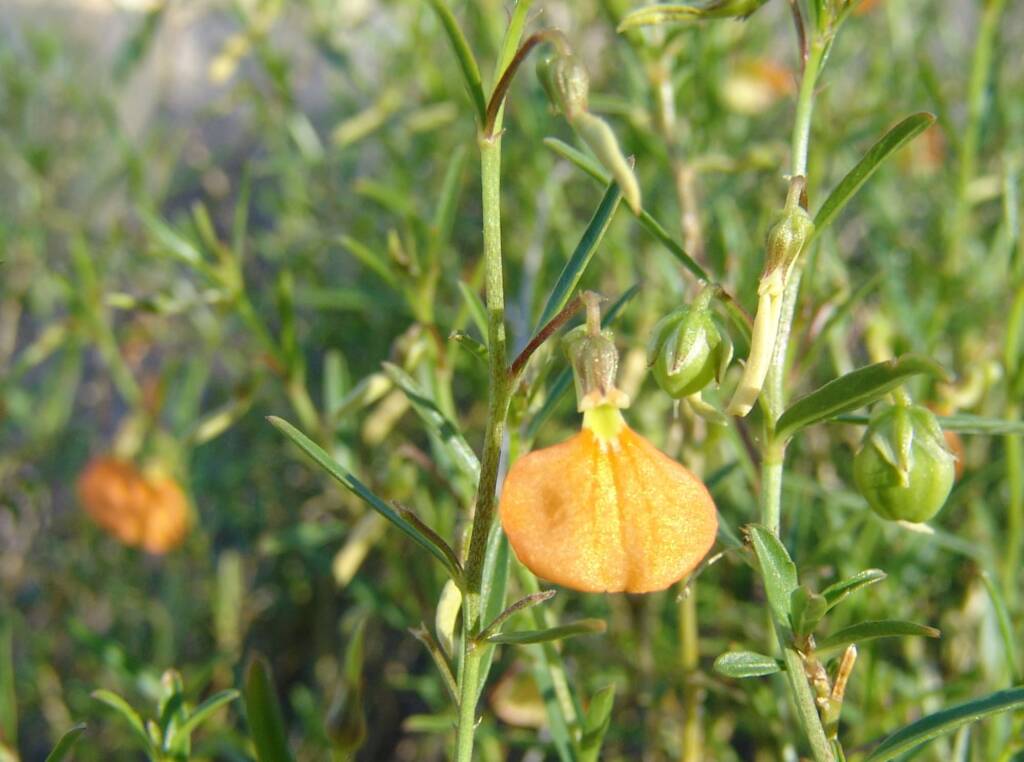 Orange Spade Flower (Hybanthus aurantiacus), Ellery Creek Big Hole, 2007