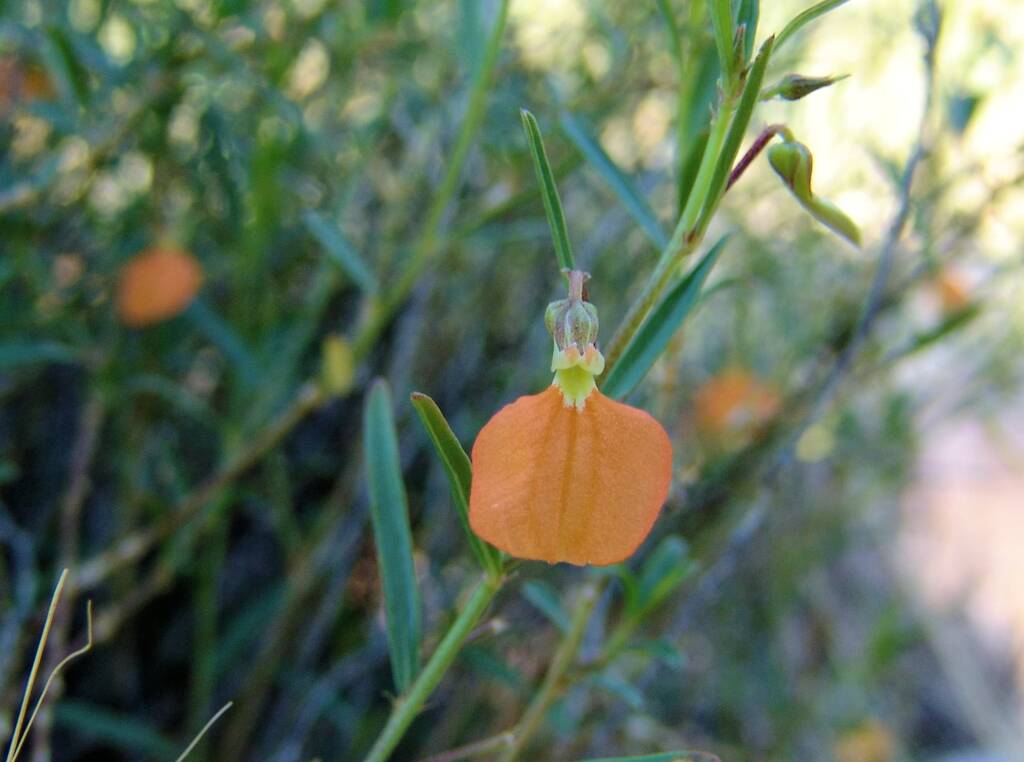 Orange Spade Flower (Hybanthus aurantiacus), Ellery Creek Big Hole, 2007