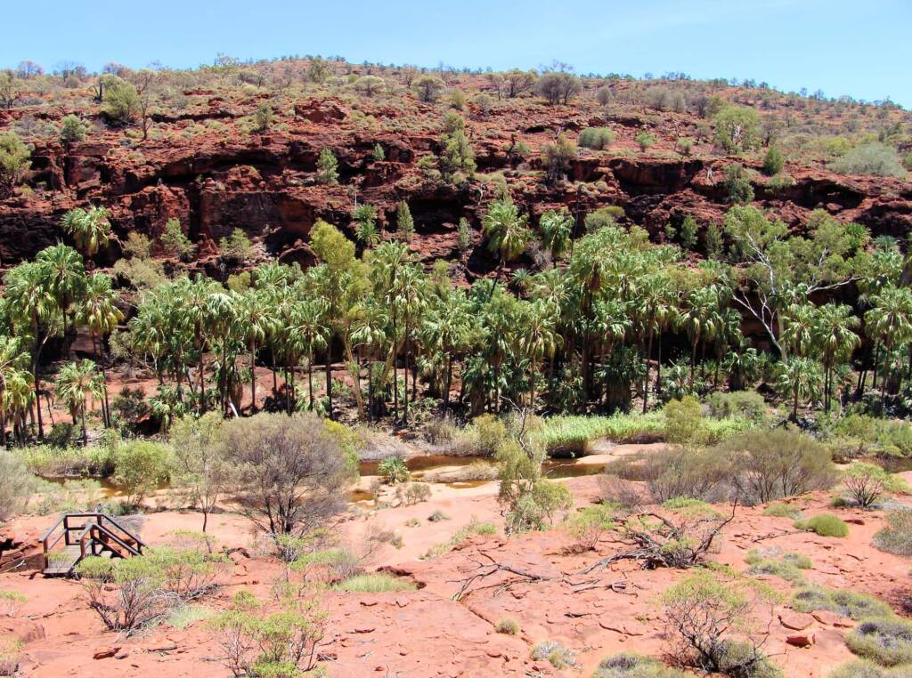 Red Cabbage Palms, Palm Valley, Finke Gorge National Park, 2007