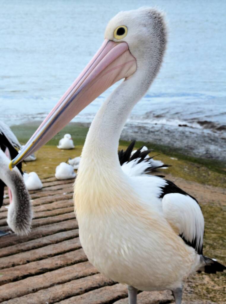 Australian Pelican