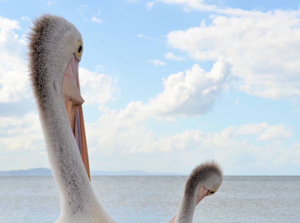 Australian Pelican