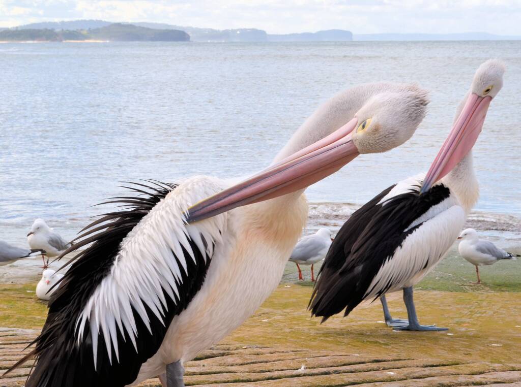 Australian Pelicans