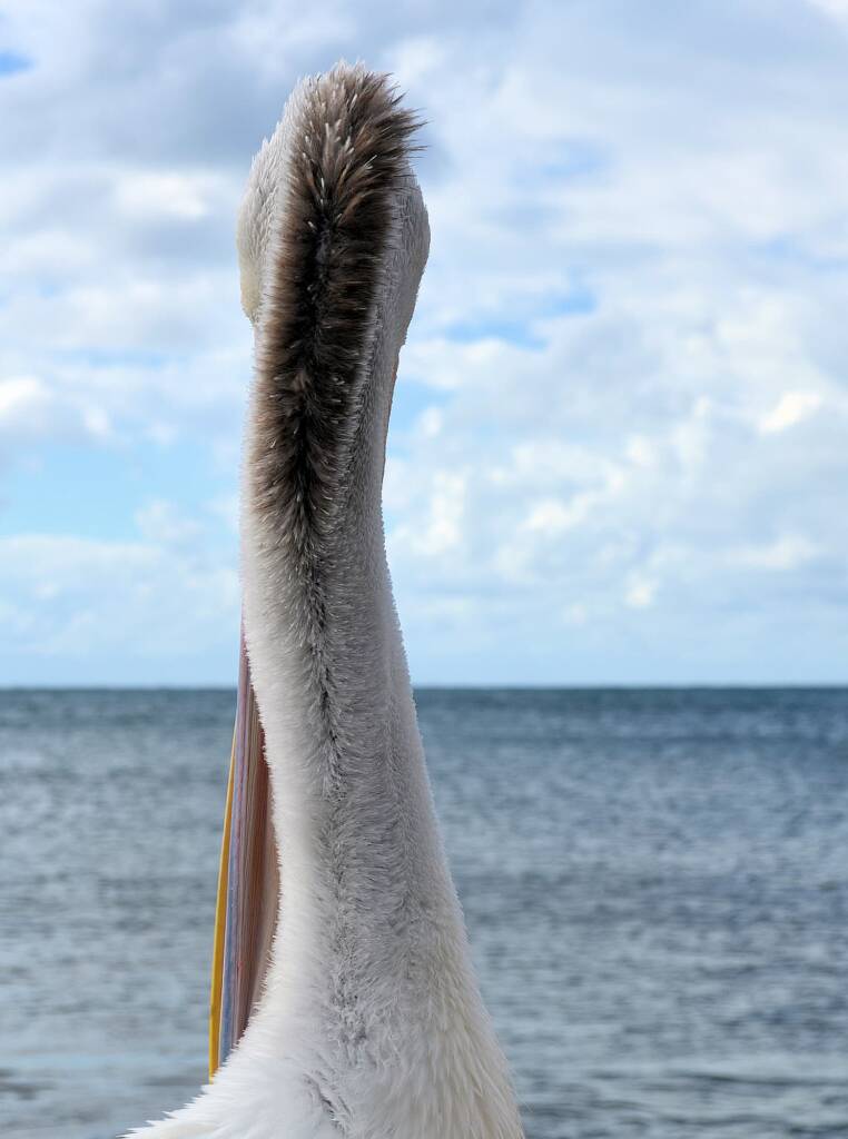 Australian Pelican