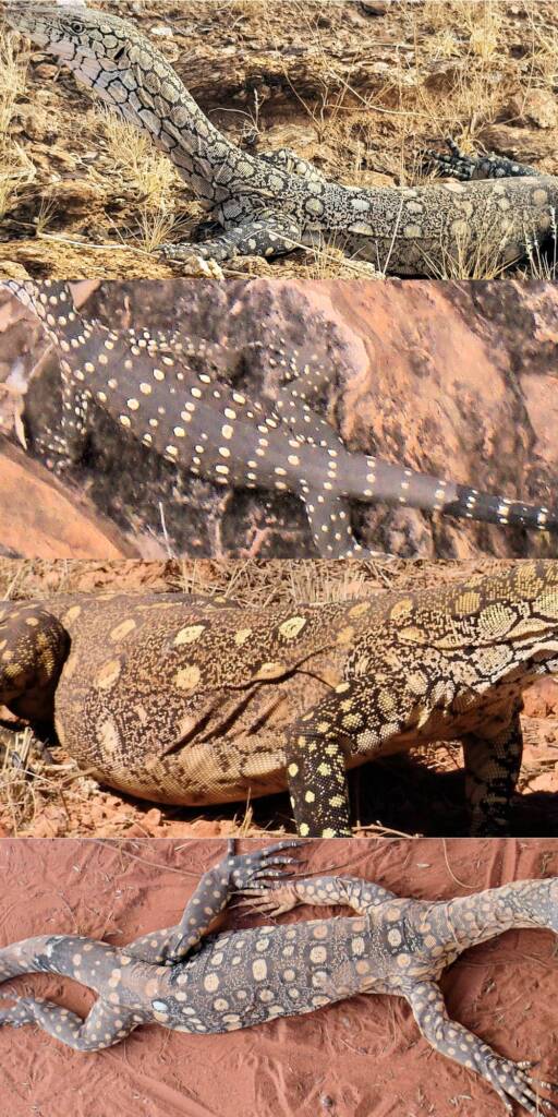 Closeup of perentie skin