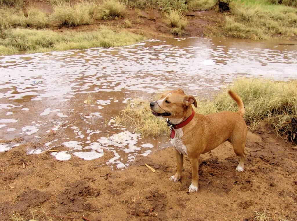 Pet dog enjoying the start of water flowing into the Todd River, Alice Springs, 7 Jan 2010