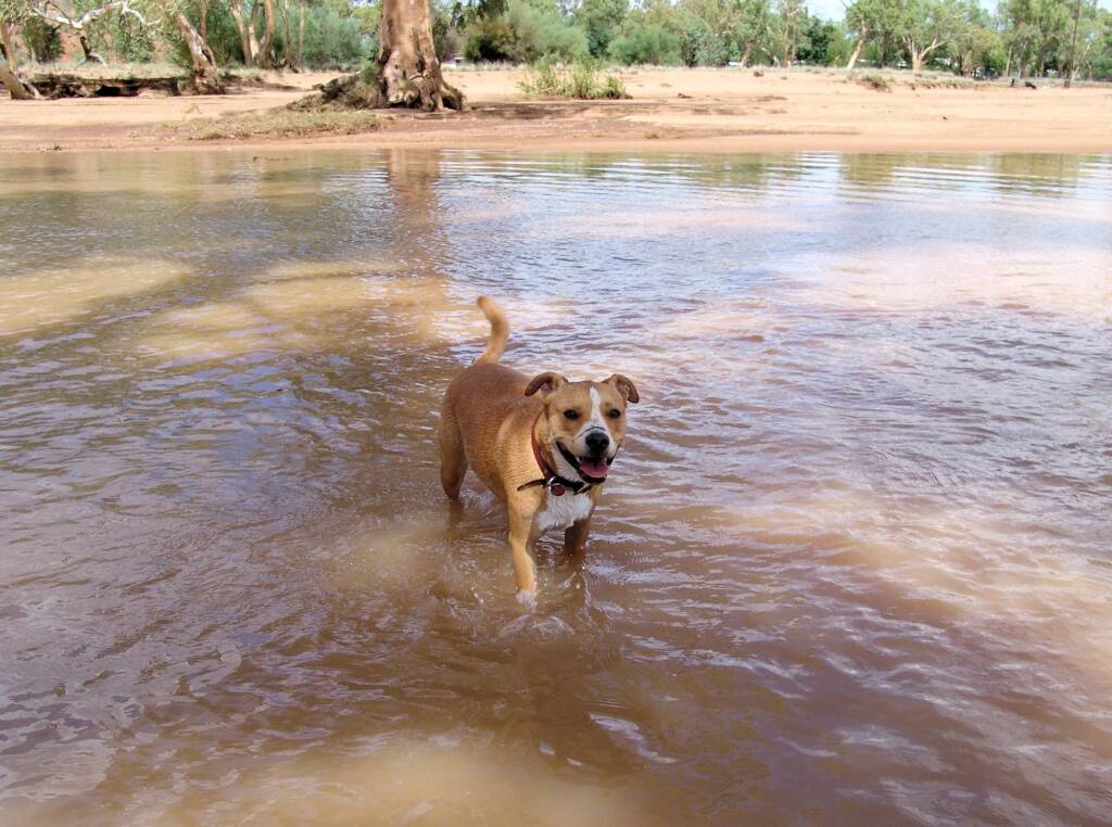 Pet dog enjoying the water flowing in the Todd River, Alice Springs, 12 Jan 2010