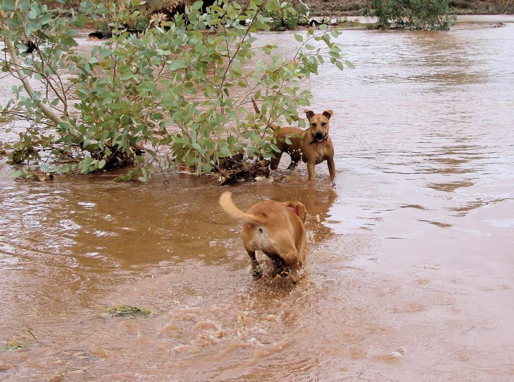 Pet dogs enjoying the water flowing in the Todd River, Alice Springs, 8 Jan 2010