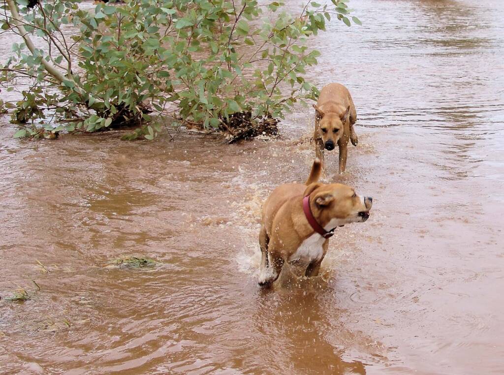 Pet dogs enjoying the water flowing in the Todd River, Alice Springs, 8 Jan 2010