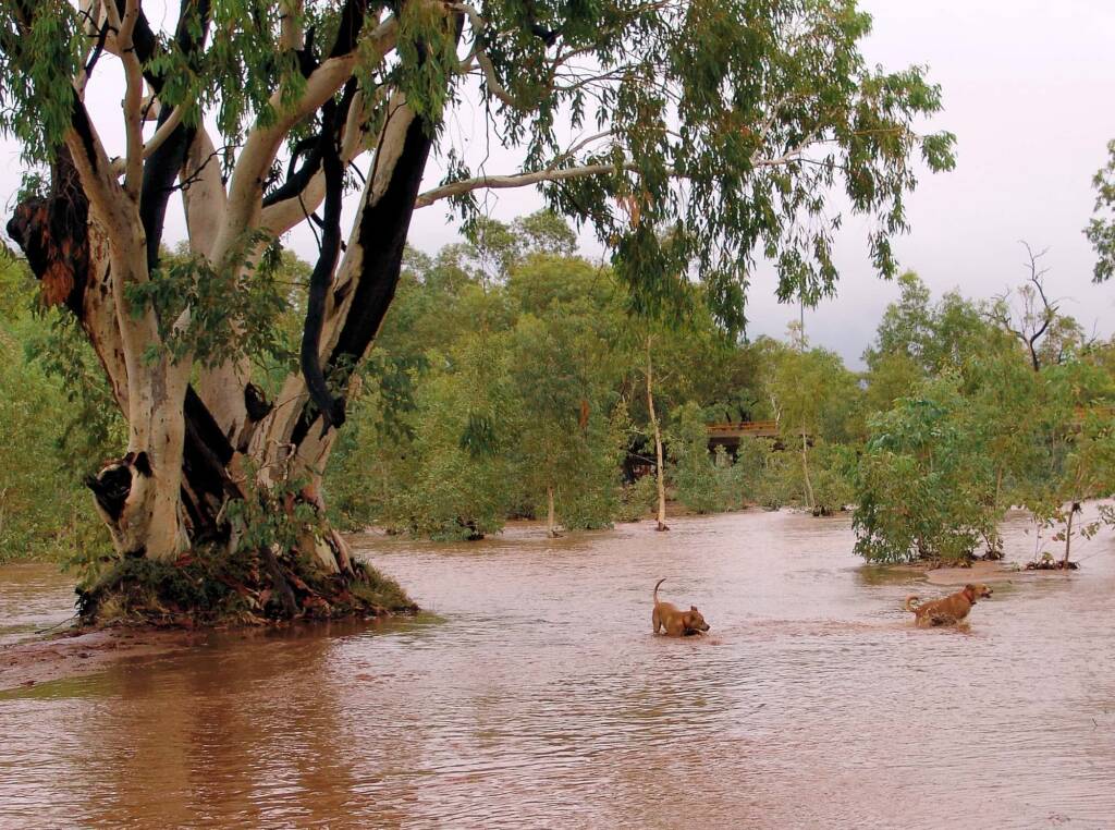 Pet dogs enjoying the water flowing in the Todd River, Alice Springs, 8 Jan 2010