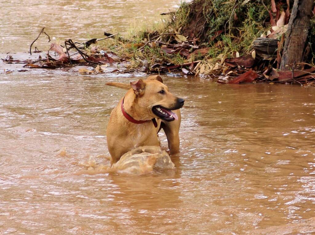 Pet dog enjoying the water flowing in the Todd River, Alice Springs, 8 Jan 2010