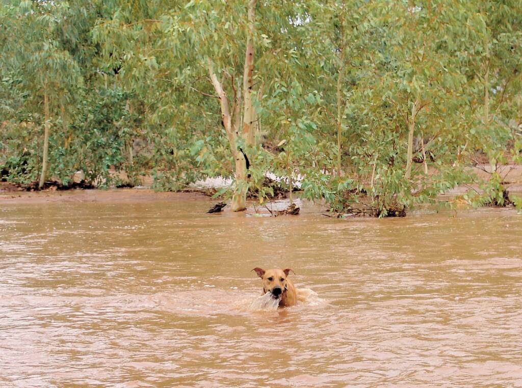 Pet dog enjoying the water flowing in the Todd River, Alice Springs, 8 Jan 2010