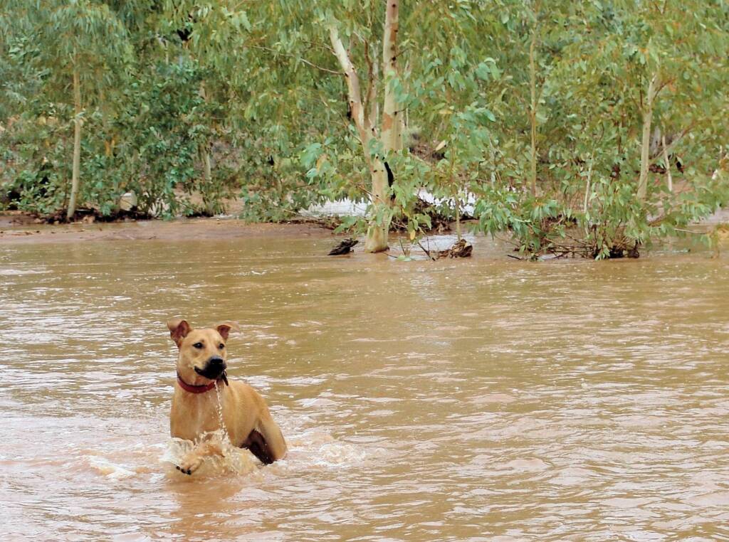 Pet dog enjoying the water flowing in the Todd River, Alice Springs, 8 Jan 2010