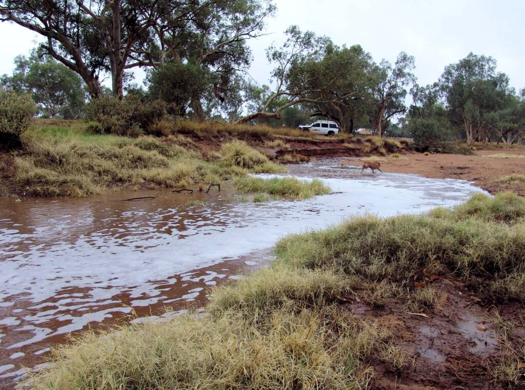 Pet dogs enjoying the start of water flowing into the Todd River, Alice Springs, 7 Jan 2010