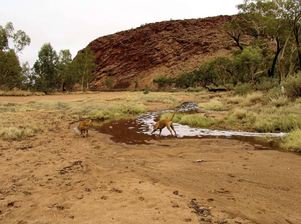 Pet dogs enjoying the start of water flowing into the Todd River, Alice Springs, 7 Jan 2010