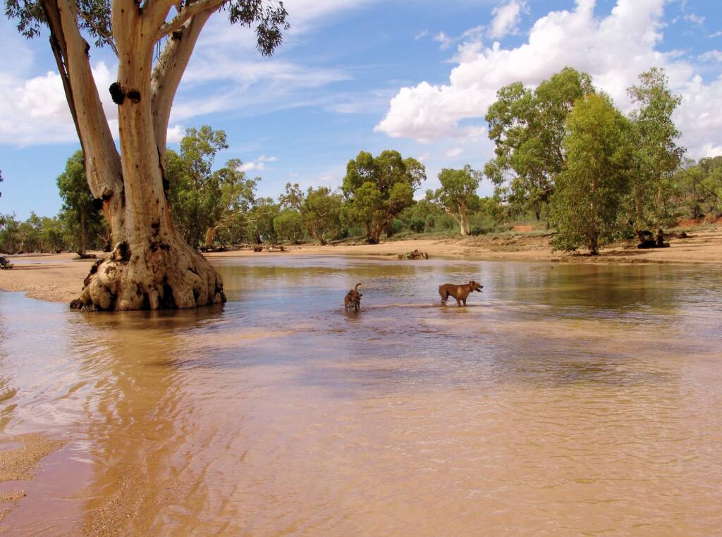 Pet dogs enjoying the water flowing in the Todd River, Alice Springs, 12 Jan 2010