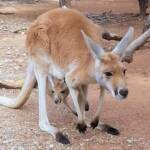 Red Kangaroo with joey in pouch (Osphranter rufus)