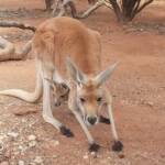 Red Kangaroo with joey (Osphranter rufus)