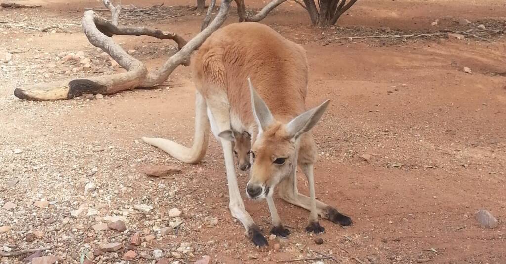 Red Kangaroo with joey (Osphranter rufus)