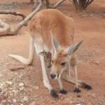 Red Kangaroo with joey (Osphranter rufus)