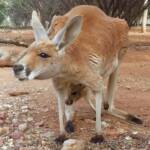 Red Kangaroo with joey (Osphranter rufus)