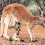 Red Kangaroo with joey (Osphranter rufus)