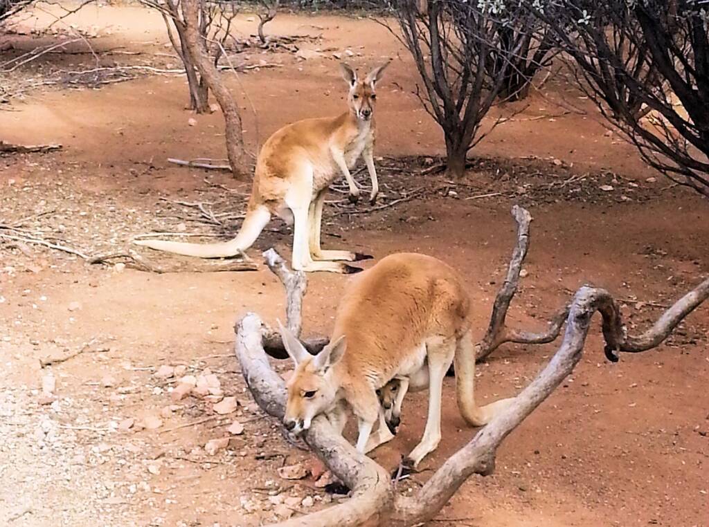 Red Kangaroos with joey (Osphranter rufus)