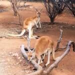 Red Kangaroos with joey (Osphranter rufus)
