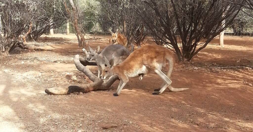 Red Kangaroos (Osphranter rufus)
