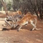 Red Kangaroos (Osphranter rufus)