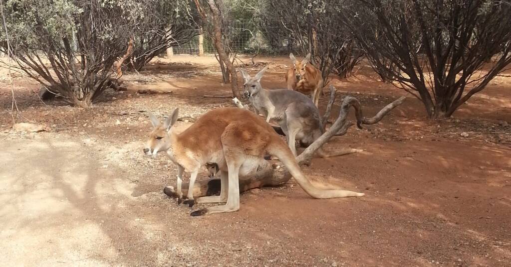Red Kangaroos (Osphranter rufus)