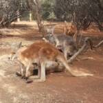 Red Kangaroos (Osphranter rufus)