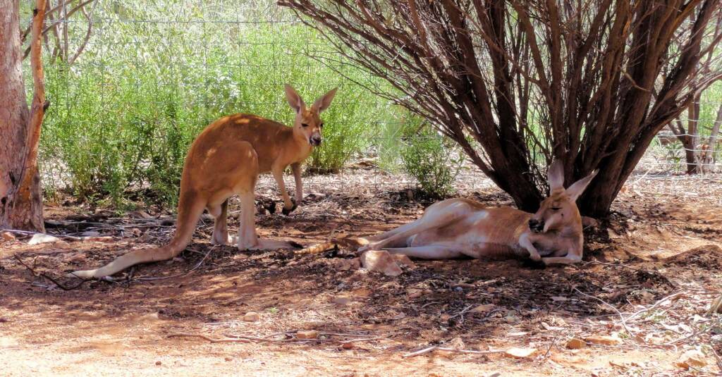 Red Kangaroos (Osphranter rufus)