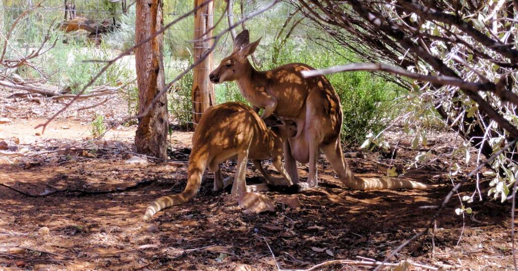 Red Kangaroos (Osphranter rufus)