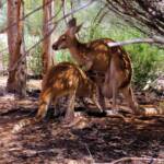 Red Kangaroos (Osphranter rufus)