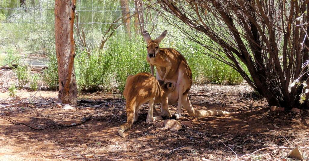 Red Kangaroos (Osphranter rufus)