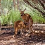 Red Kangaroos (Osphranter rufus)