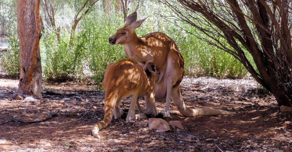 Red Kangaroos (Osphranter rufus)