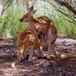 Red Kangaroos (Osphranter rufus)