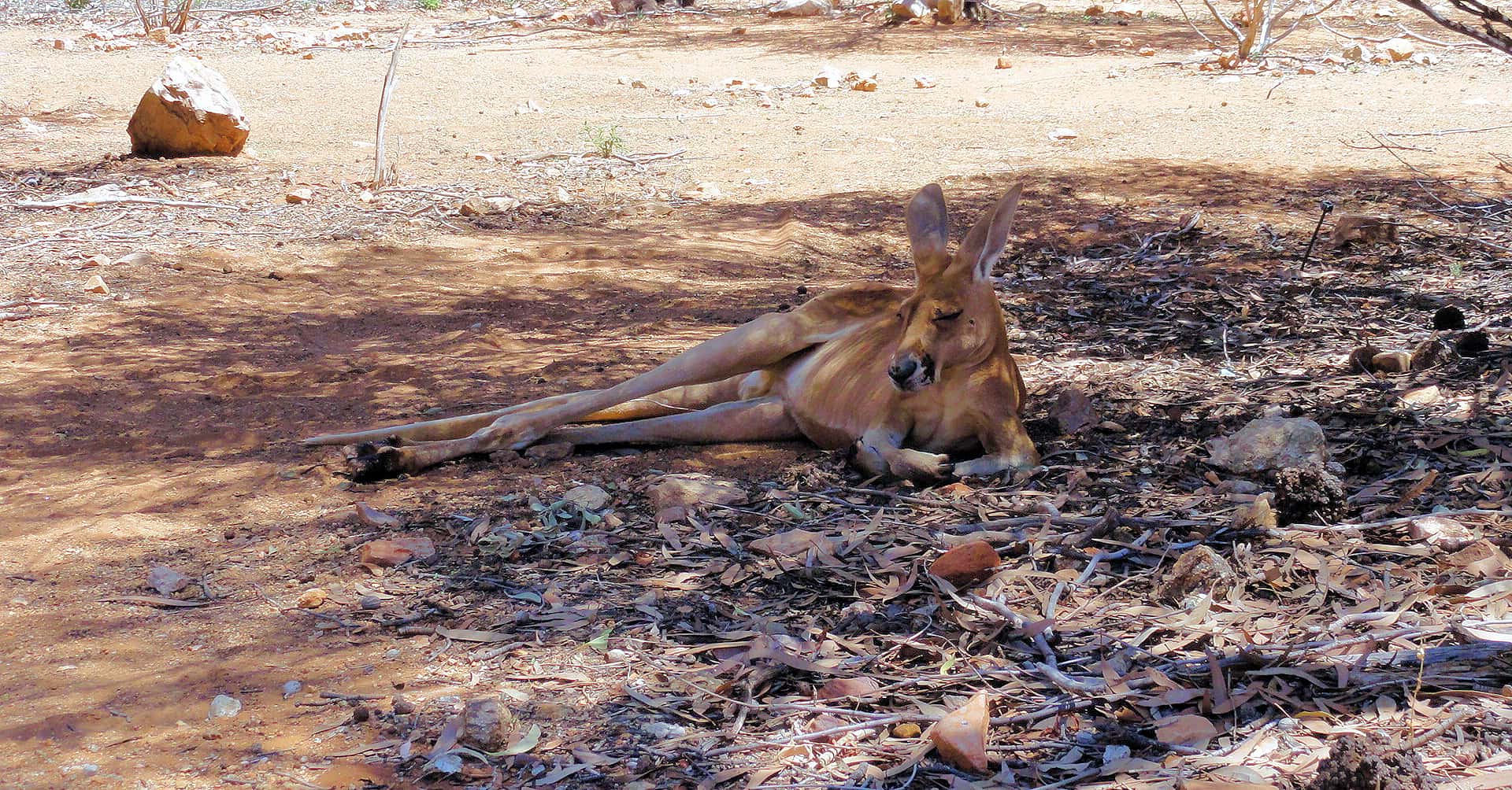 Red Kangaroo (Osphranter rufus)