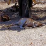 Red Kangaroos (Osphranter rufus)