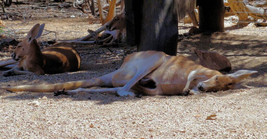 Red Kangaroos (Osphranter rufus)