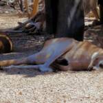Red Kangaroos (Osphranter rufus)